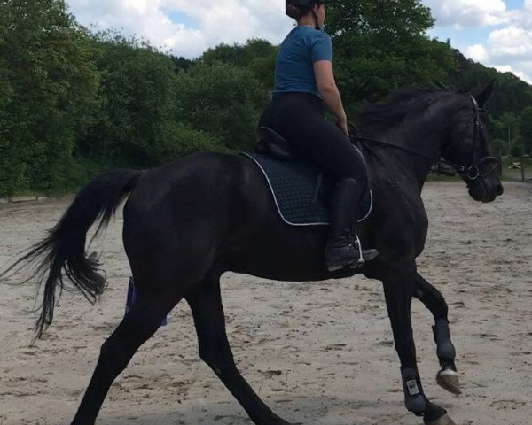Dressurpferd Ebony 84 (Hessisches Warmblut, 2004, von Easy Jumper)
