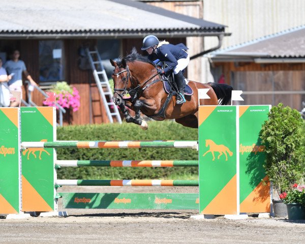 jumper Quintoni S (Oldenburg, 2007, from Quidam's Rubin)