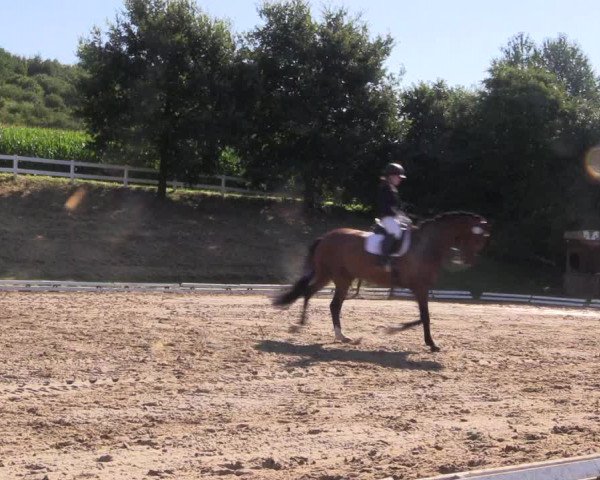Reitturnier Vlotho-Exter 2018