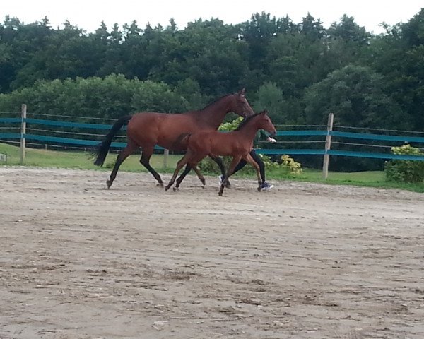 broodmare Larina (Oldenburg, 2007, from Rio Zeus)