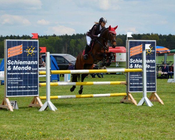 jumper Goldfee 347 (German Riding Pony, 2001, from Magic Main)