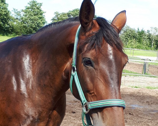 broodmare Rosenhavens Anastacia (Oldenburg, 2007, from Edwardecrus) broodmare Rosenhavens Anastacia (Oldenburg, 2007, from Edwardecrus)