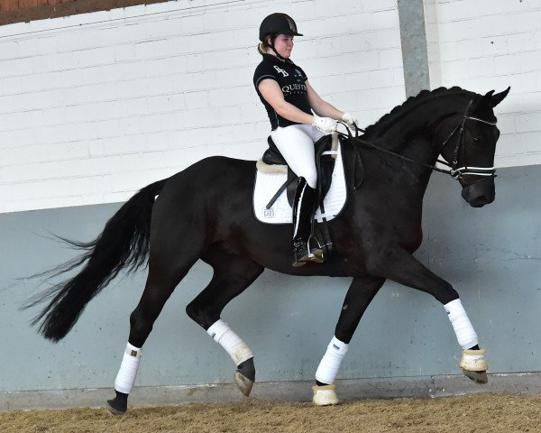 dressage horse Di Matteo (Hanoverian, 2013, from Don Index)