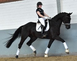 dressage horse Di Matteo (Hanoverian, 2013, from Don Index)