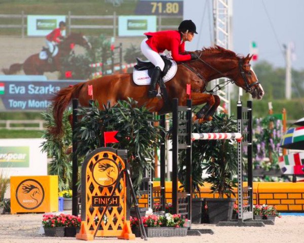 Springpferd Tony Montana (Holsteiner, 2007, von Crawford)