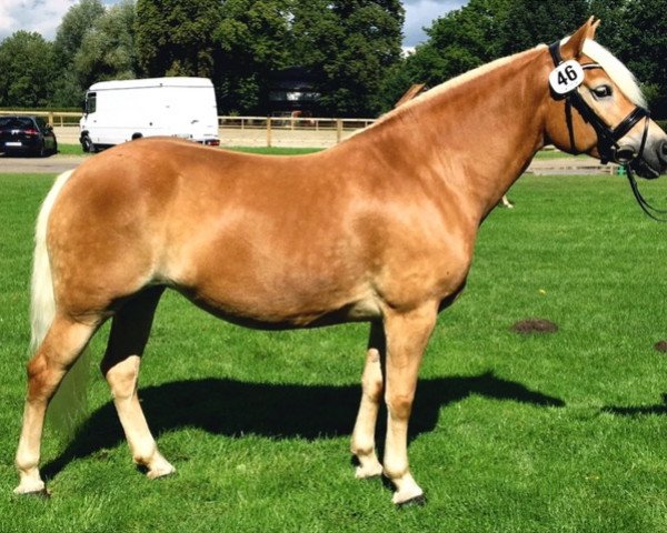 broodmare Alexia (Haflinger, 2011, from Aaron-B)