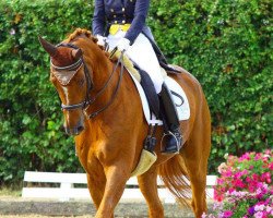 dressage horse Absolut 22 (Hanoverian, 2003, from Abanos)
