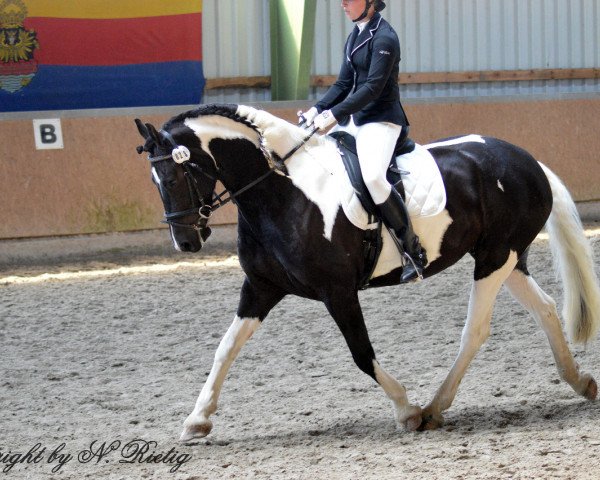 Dressurpferd Baria 4 (unbekannt, 2012, von Bonte Bart II)