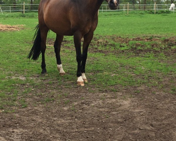 Pferd Dooley 4 (Deutsches Reitpony, 1998, von Dakar)