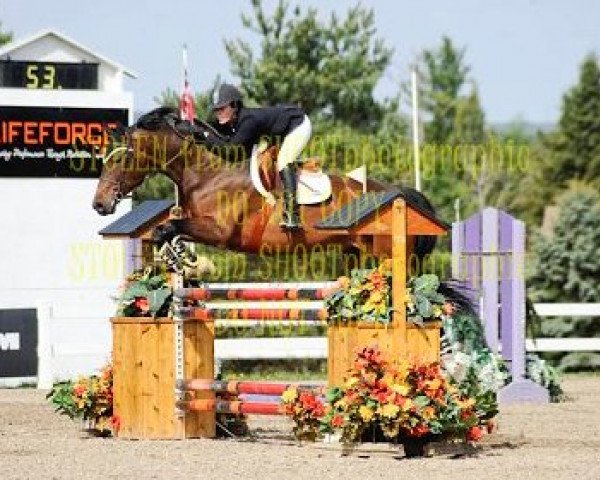 horse Balou T (Oldenburg show jumper, 2003, from Balou du Rouet)