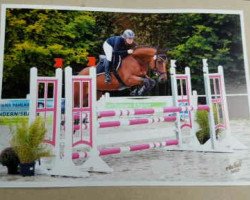 broodmare Greaty 3 (Oldenburg, 2013, from Contendro I)