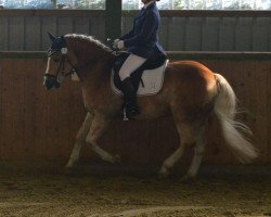 dressage horse Wirbelwind (11,13% ox) (Edelbluthaflinger, 2009, from Wintertanz (17,19% ox))