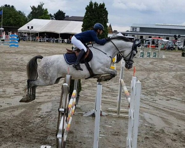 Springpferd Cobold 52 (Hannoveraner, 2006, von Chalet)