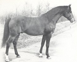 stallion Fahred ox (Arabian purebred, 1963, from Noran 1956 ox)