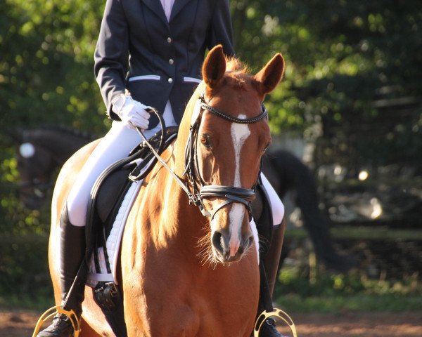 dressage horse Finest Edition 2 (Hanoverian, 2009, from For Edition)