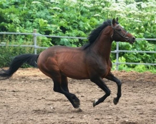 stallion Episod (Russian Trakehner, 1993, from Egoist 1447)
