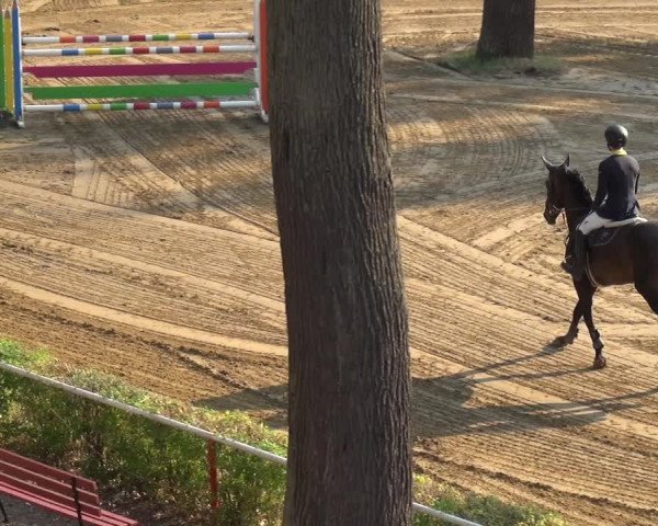 Reitturnier CSN Calvörde 2018