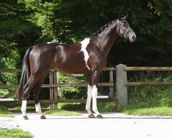 stallion Hundertwasser (Trakehner, 2015, from Camaro) stallion Hundertwasser (Trakehner, 2015, from Camaro)