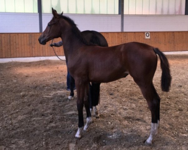horse Brianna (Westphalian, 2017, from Baron PKZ)