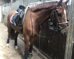 dressage horse Caspardo 3 (Holsteiner, 2013, from Califax)