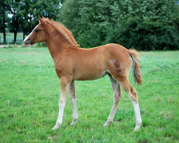 jumper Vincenta (German Riding Pony, 2017, from Vincenzo NRW)