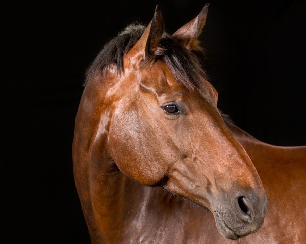 broodmare Wolke Sieben 44 (Hanoverian, 2005, from Weltmeyer)