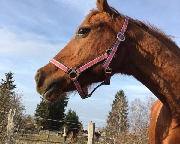 broodmare Helmie (German Riding Pony, 1996, from Bokkesprong Czardas)