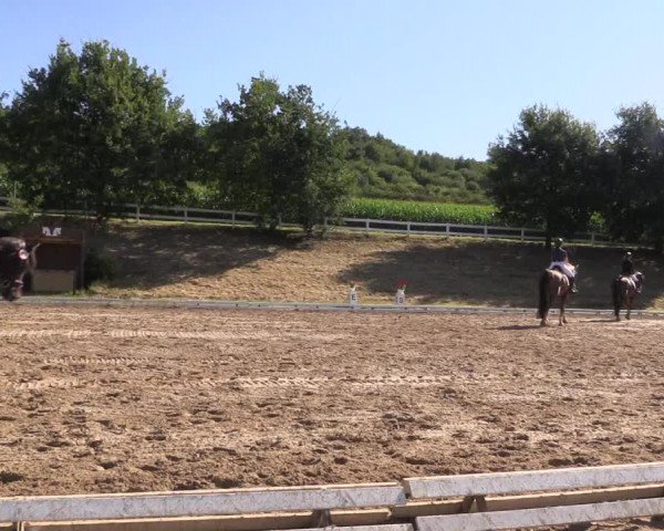 Reitturnier Vlotho-Exter 2018