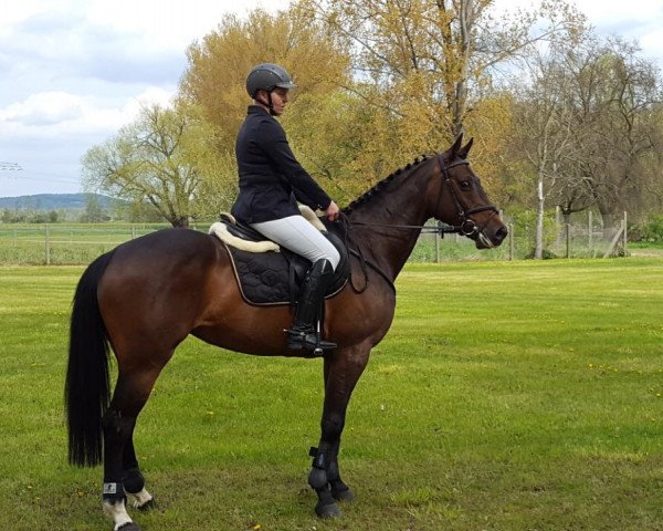 jumper Exelante (Holsteiner, 2012, from Crunch 3)