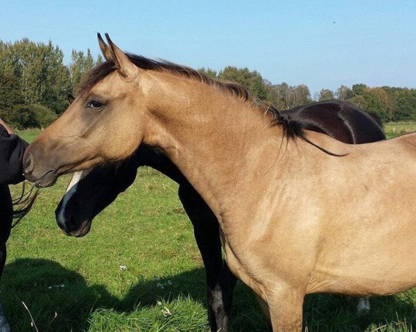 horse My Melody (German Riding Pony,  , from Hilkens Dance Forever)