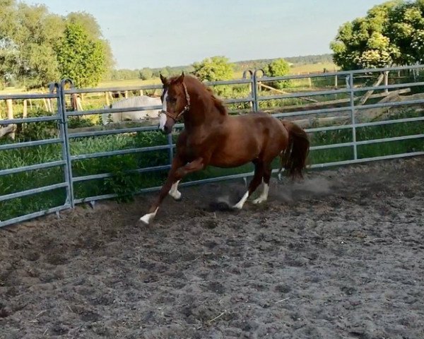 horse Norbii (German Riding Pony, 2014, from Fs Numero Uno)