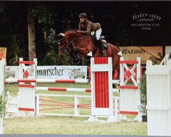 jumper Falko van de Groesplak (KWPN (Royal Dutch Sporthorse), 2010, from Arezzo VDL)