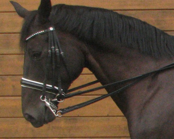 dressage horse Ruby Dawn (Hanoverian, 2008, from Rubinero 2)