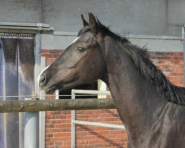 horse Salome (Hanoverian, 2015, from Scuderia)