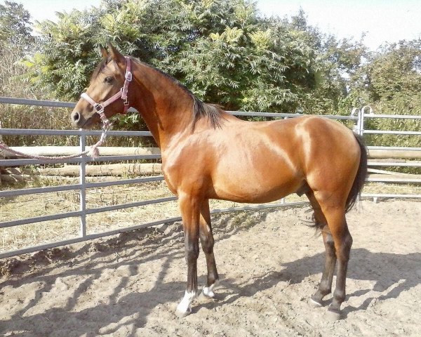 dressage horse Daywalker MG (German Riding Pony, 2015, from Dreidimensional AT NRW)