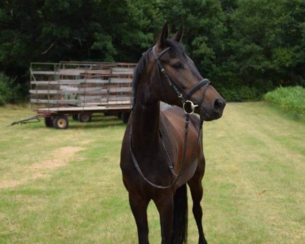 dressage horse Cinderella HK (Bavarian, 2011, from Great Gatsby) dressage horse Cinderella HK (Bavarian, 2011, from Great Gatsby)