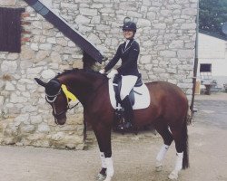 dressage horse La Jolie 76 (Rhinelander, 2010, from Lanciano)