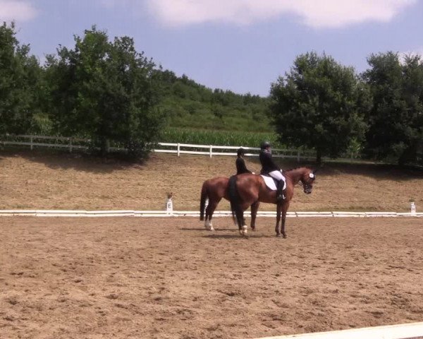 Reitturnier Vlotho-Exter 2018