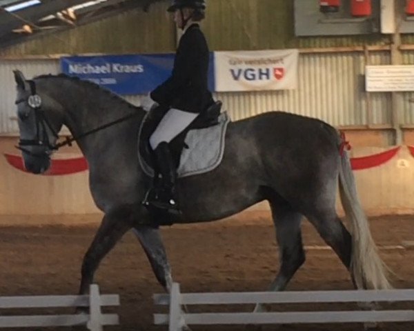 Dressurpferd Top One 3 (Polnisches Warmblut, 2012, von Top Gun x)