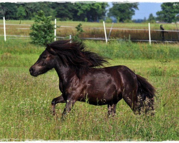 Pferd Coolstep Greg (Shetland Pony, 2014, von Gresini v.d. Veldhoeve)