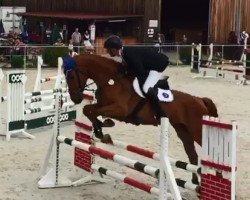 jumper D'Luxe (Mecklenburg, 2012, from D'Olympic)
