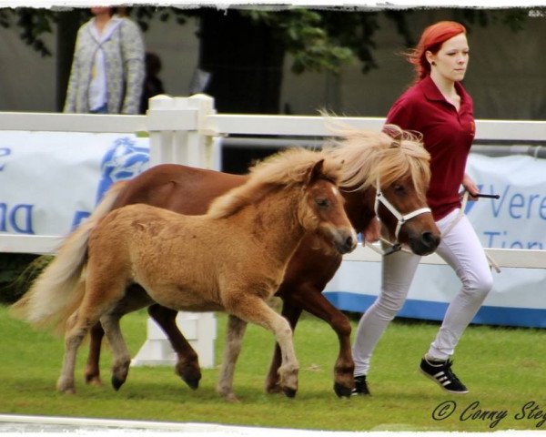 Zuchtstute Rouki aus dem Wendland PrSt** (Shetland Pony, 2017, von Isidor PrH*) Zuchtstute Rouki aus dem Wendland PrSt** (Shetland Pony, 2017, von Isidor PrH*)