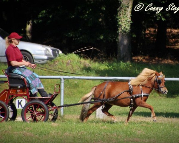 Zuchtstute Nanu aus dem Wendland PrSt*** (Shetland Pony, 2014, von Isidor PrH*)