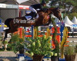 broodmare Joy de la Liniere (Belgian Warmblood, 2009, from Erco van het Roosakker)