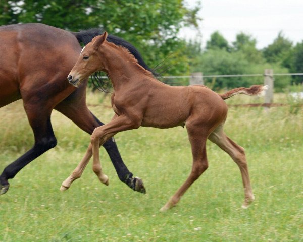 stallion Hengstfohlen von Sir Heirnich (Hanoverian, 2017, from Sir Heinrich OLD)