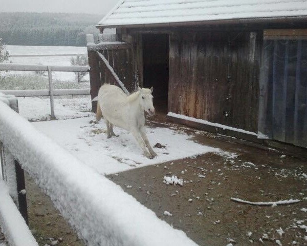 Dressurpferd Mia (Pony ohne Rassebezeichnung, 2002, von Unbekannt Pony)