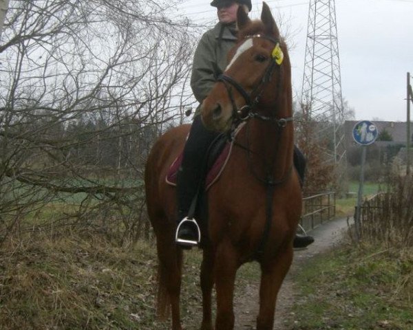 broodmare Rosalie (German Sport Horse, 2003, from Werenfels)