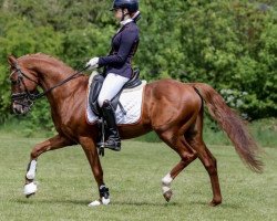 stallion Zip (Nederlands Rijpaarden en Pony, 2007, from Zodiak)