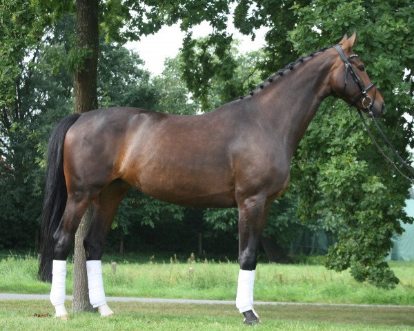 dressage horse Scarlett (Westphalian, 2012, from Sir Heinrich OLD)