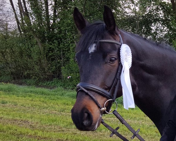dressage horse Beautiful Darkness (Westphalian, 2010, from Blickpunkt 4)